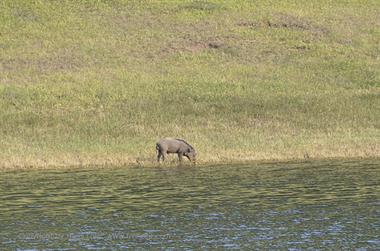 Periyar Lake N.P., Thekkady_DSC7496_H600